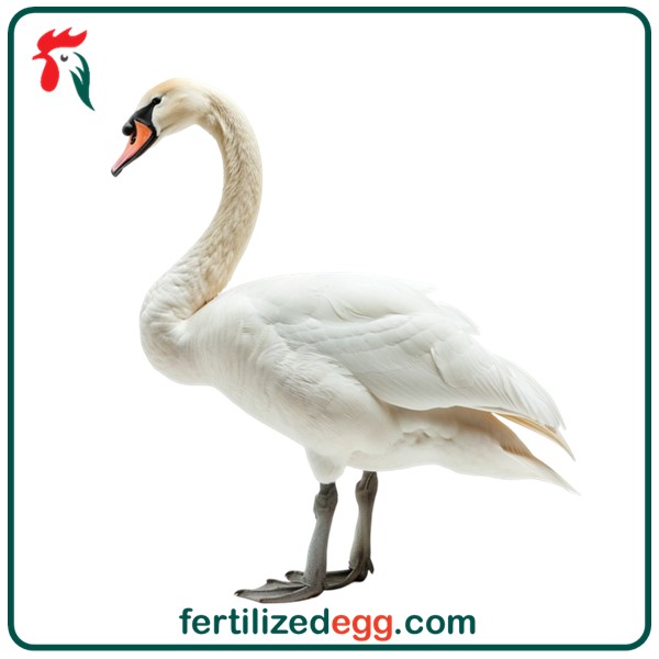 تخم نطفه دار قو سفید اشکی 